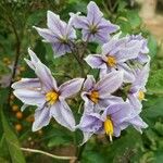 Solanum bonariense 花
