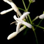 Ixora nicaraguensis Flower