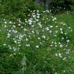 Ranunculus platanifolius Libunga