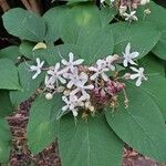 Clerodendrum trichotomum 花