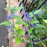 Caryopteris x clandonensis Habit