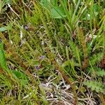 Equisetum fluviatile ഇല