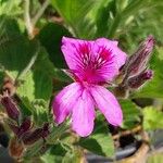 Pelargonium cucullatum Blomst