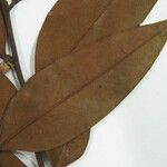 Guatteria schomburgkiana Altul/Alta