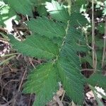 Agrimonia eupatoria Φύλλο