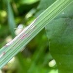 Rumex arifolius Bark