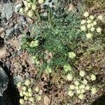 Lomatium dasycarpum Хабит