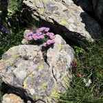 Machaeranthera tanacetifolia Flor