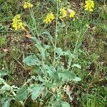 Brassica napus Συνήθη χαρακτηριστικά