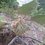 Solanum quitoense Fruit