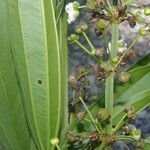 Echinodorus paniculatus Plante entière