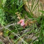 Polygala amboniensis Flor