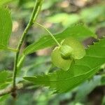 Pteroceltis tatarinowii Fruchs