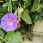 Ipomoea hederacea Flor