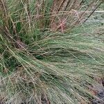 Festuca heterophylla برگ