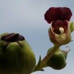 Scrophularia lucida Flower