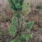 Pinus sylvestris Habit