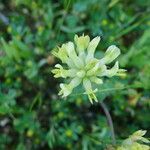 Trifolium fucatum Flower