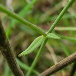 Ranunculus acris Feuille