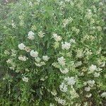 Eupatorium perfoliatum Blatt