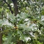 Quercus × rosacea Blad