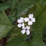 Alliaria petiolata Květ