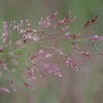 Agrostis vinealis Flower