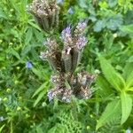 Phacelia tanacetifoliaÕis