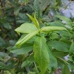 Abelia mosanensis Leaf