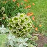 Phlomis fruticosa Flower