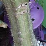 Pilosocereus pachycladus പുറംതൊലി