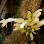 Oxera sessilifolia
