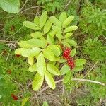 Schinus terebinthifolius Leaf