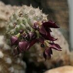 Hoodia pedicellata फूल