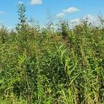 Phragmites australis Folha