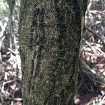 Rhizophora mangle Rinde