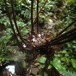 Triplophyllum securidiforme अन्य