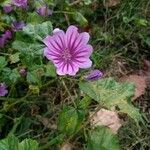 Malva setigeraফুল