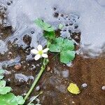 Ranunculus omiophyllus Flower