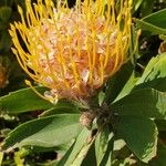 Leucospermum cordifoliumBlüte