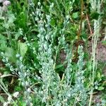 Lepidium sativum Плід