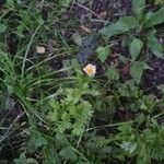 Mauranthemum paludosum Blüte