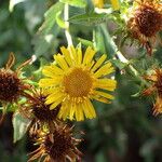 Pentanema spiraeifolium Flower