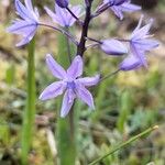 Scilla monophyllos Flower