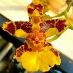 Oncidium altissimumКветка