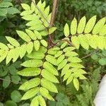 Sorbus americana Blatt