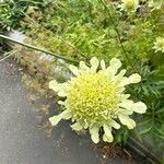 Cephalaria gigantea Flower