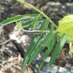 Gomphocarpus physocarpusFolio