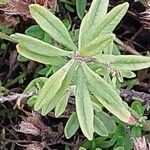 Teucrium montanum Frunză