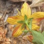 Hypericum australe Virág